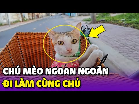 Chàng trai cõng mèo đi làm mỗi ngày tại Sóc Trăng 😍