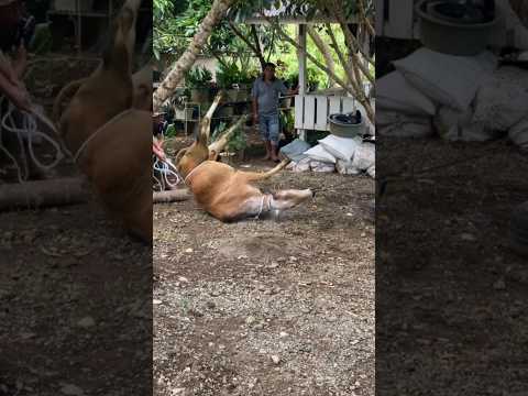 sapi ngamuk, sapi lucu kepleset #shorts #youtubeshorts #viralshorts #lucu #ngakak