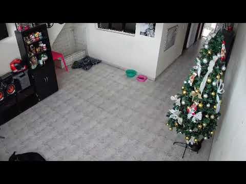Cat Brings Down the Christmas Tree While Playing