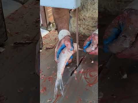 Fast Nola Fish Cutting By Machine In Bangladeshi Fish Market#shortvideo