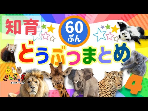 【子供向け 動物 知育アニメ】動物園のどうぶつたちの知育動画まとめ4★【60分連続再生】ライオン キリン パンダ コアラ 人気の動物が大集合! 赤ちゃん 幼児が喜ぶ動物アニメ