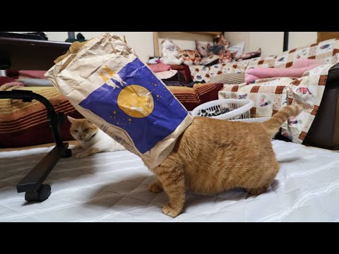 月見マックの袋と猫　240918