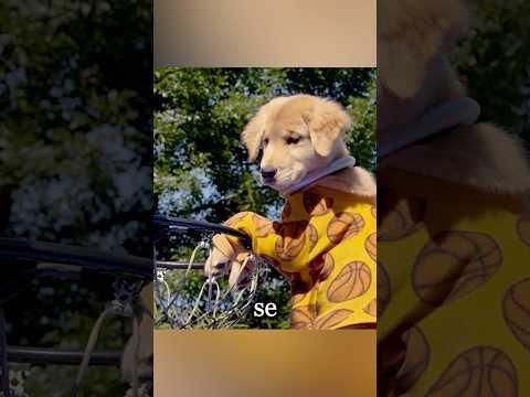 Cuando los cachorros tienen superpoderes #shorts