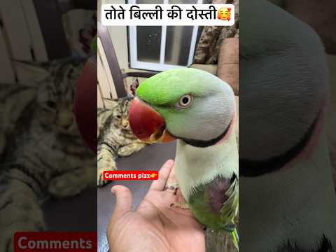 तोते बिल्ली की दोस्ती 🥰😍 | #bolnewalaparrot #talkingparrot #mitthu #shortvideos #youtubeshorts