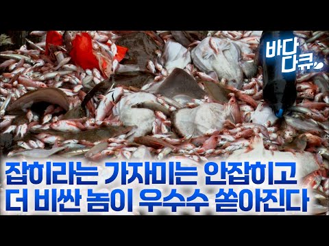 며칠 동안 안잡히던 가자미 대신 더 비싼 놈이 올라오기 시작했다 / 조업 마친 선원들을 위해 만찬 차리기 시작하는 조리장 / 가자미 잡이 / #바다다큐
