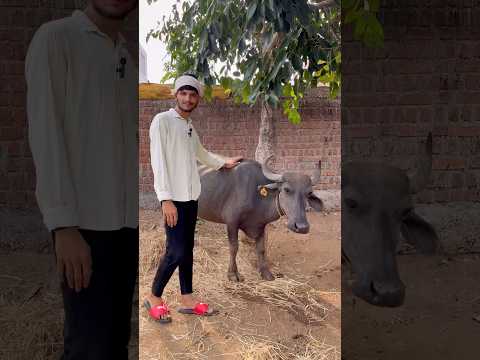 Features of buffalo 😂🔥 #trending #trendingshorts #funnyvideo #viralvideo #shorts #shortvideo