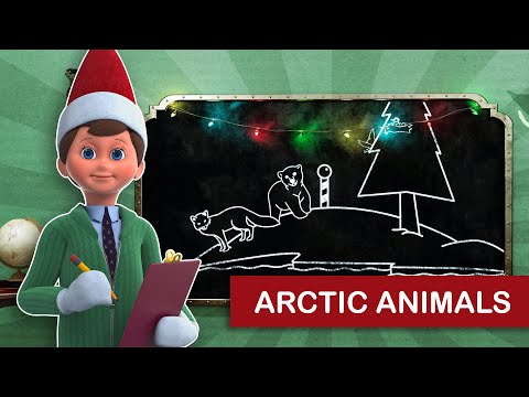 Arctic Animals | Scout Elf School