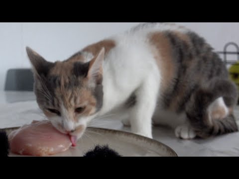 CAT FOOD TIME - DEVOURING A BIG RAW CHICKEN PIECE - 4K ASMR