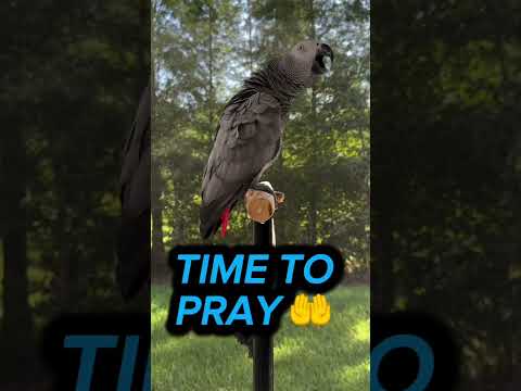 Allah Hu Akbar ??