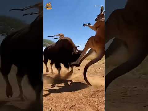인도들소를 향한 캥거루의 엄청난 킥 Kangaroo’s Massive Kick Toward the Indian Bison#kangaroo #indianbison