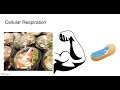 Digestive and Respiratory System Concepts