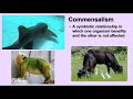 Ecosystem Interactions and Food Chains