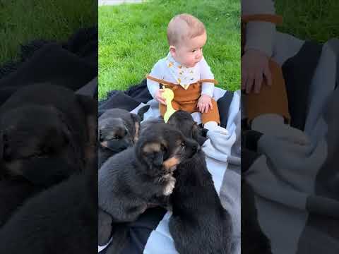 Baby with German shepherd puppies❤️ #shorts