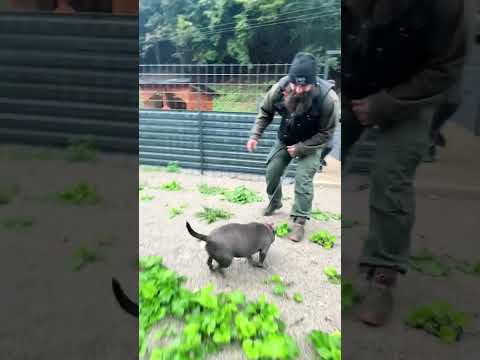 Gerettet❤️‍🩹1/2 #savethedogsbih #pleasedonate #tiere #pleasehelp #rescuedogs #puppy  #pleasesupport