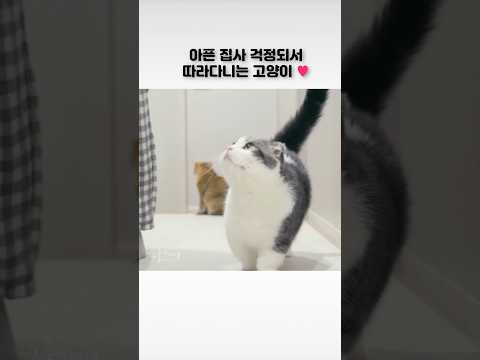 아픈 엄마 걱정돼서 따라다니는 고양이