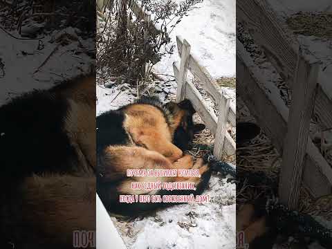 Почему #dog #foryou #друзья #rek #собака #germanshepherd #животные #тренды #жиза #любовь