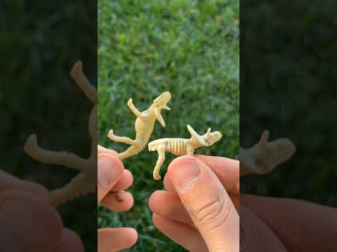 Excavando Fósiles de Dinosaurios