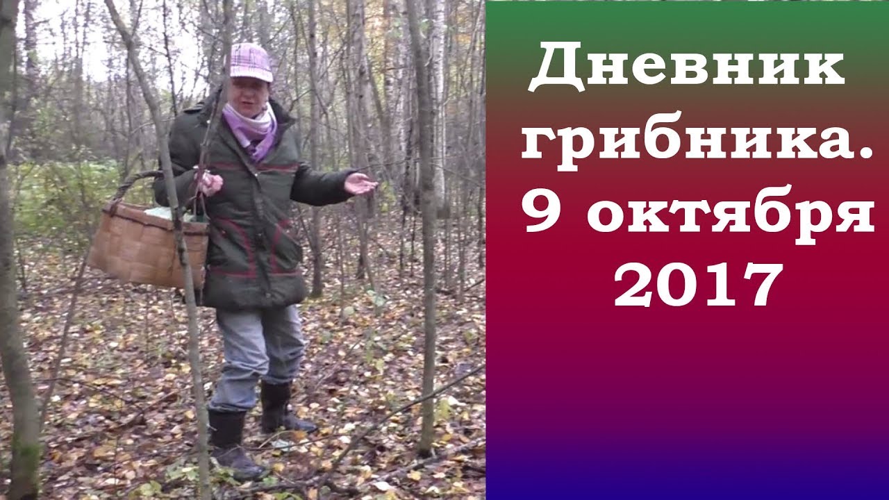 9 октября 2017. Чёрные грузди, говорушки, рядовки