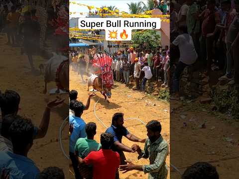 ఎద్దు పరిగెడుతుంటే రాజసం కనిపిస్తోంది ❤️ పవన్ అన్నను మోసుకుపోయే రథంలా ఉంది 💥#jallikattu2024#pspk