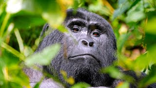 faccia a faccia con i GORILLA in Uganda 🇺🇬