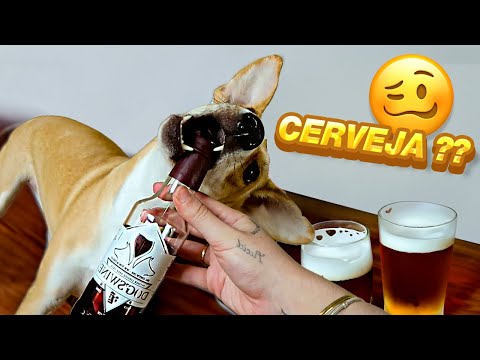 MINHAS CACHORRAS TOMARAM CERVEJA