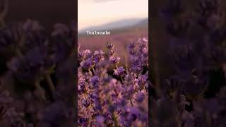 Wander through the lavender fields and sleepy villages of Provence 💜