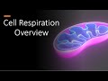 Cellular Respiration and Photosynthesis Concepts