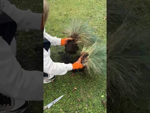 Размножение Овсяницы сизой делением куста, легко и просто💪😉