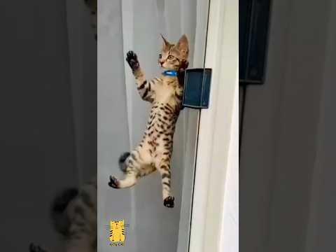 Funny Cat & Cute Kittens568😻 #shorts #kucing #kucinglucu #funny #pet #cat #foryou #viral #viralvideo