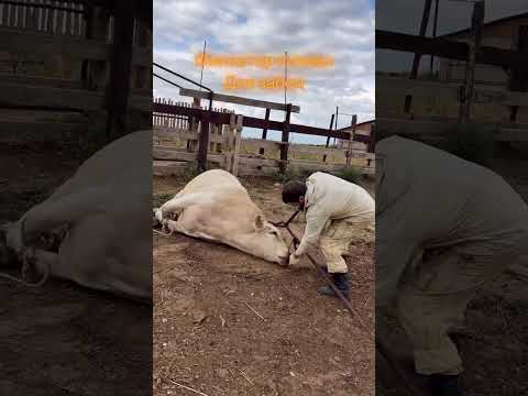 Бұқаға мына әдіс қалай.? #shortvideo #атбазар