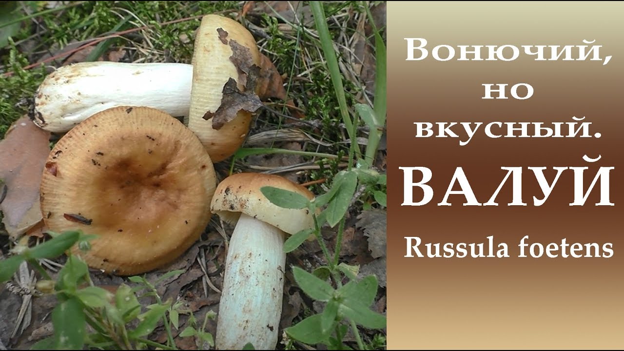Вонючий, но иногда вкусный. Валуй - Rssula fotens