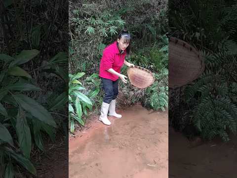 Catfish, fish, Catching fish, blacktiph, predatory fins, paul cuffaro