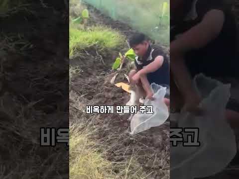 바나나밭에 토끼를 풀자 생긴 놀라운 효과