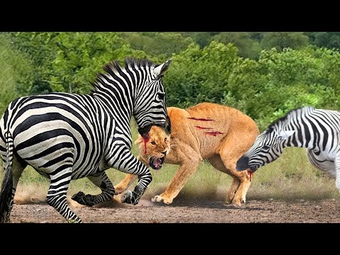 Fierce Battle Between Lion Vs Zebra With Unexpected Escape | Wild Animals' Battle for Survival