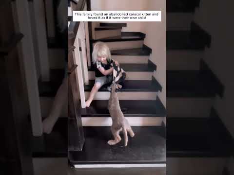 This family rescued an abandoned baby caracal #caracalcat #shortvideo #animalshorts #animalrescue