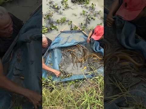 Trapping a lot of big eels fish with primitive survival skills