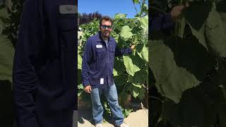 Massive Sunflower Grown with Compost Tea, Pure Protein and Rock Dust