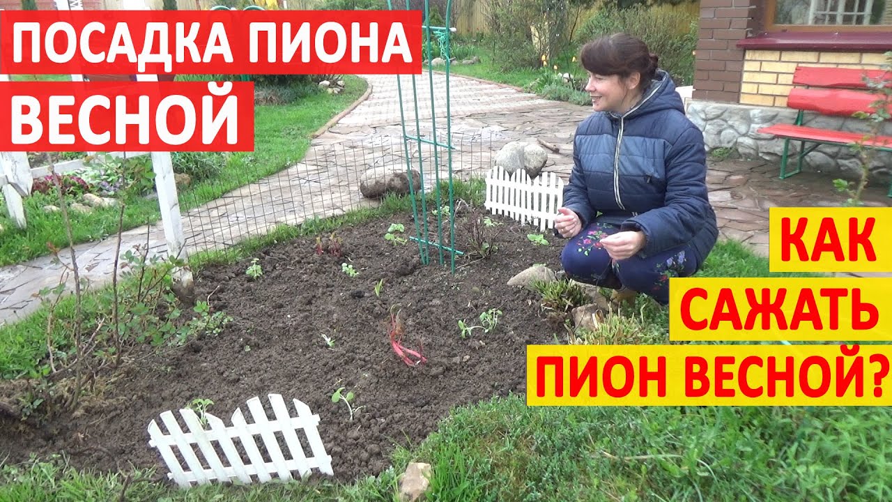 ПОСАДКА ПИОНА ВЕСНОЙ. Как сажать пионы весной? Как посадить пион, чтобы он ЦВЕЛ!