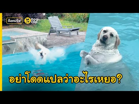 "บัสเตอร์" พี่แล็บจอมแหกกฎ! นายรักห้ามก็ไม่ฟัง โดดน้ำตู้มท้าทายเฉย | Dog's Clip