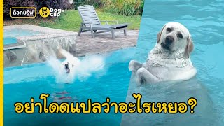 "บัสเตอร์" พี่แล็บจอมแหกกฎ! นายรักห้ามก็ไม่ฟัง โดดน้ำตู้มท้าทายเฉย | Dog's Clip