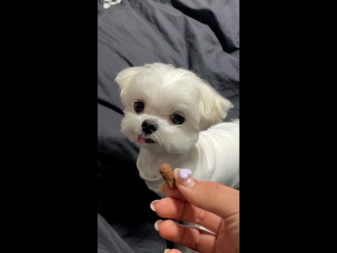 사투리 못 알아듣는 경기도 강아지