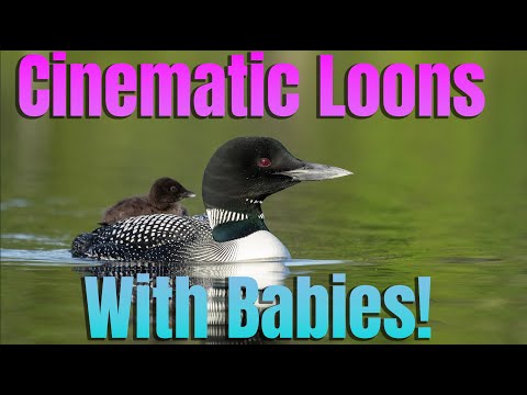 Beautiful Cinematic Loon Footage - Loons Nesting & With Babies