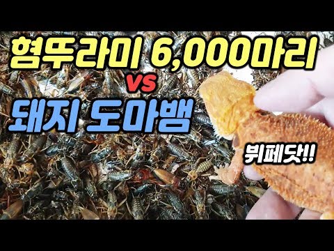 좀비같은 귀뚜라미 수천마리의 통에 빠진 비어디드레곤... 그 운명은?
