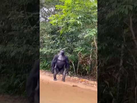 Funny gorilla #foryou #funny #animallife #funnyanimal #gorilla