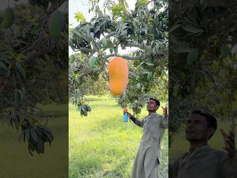 Big mango 🥭😱#nadeemteam #shortsfeed #shorts #shortsviral