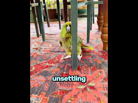 Creepy Behavior From Barley