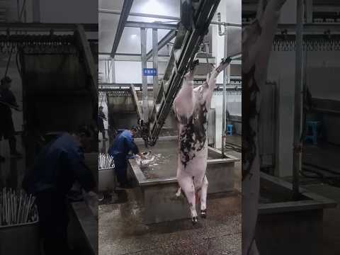 Inside a Pig Slaughterhouse: Hair Removal to Cleaning Process ๐๐ง๐ฅ