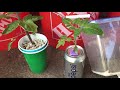 Hydroponic Systems and Techniques