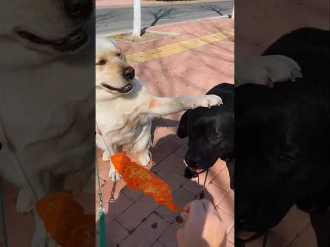 This Dog Refused to Eat Until His Friend Was Fed ๐ฅน๐ถ #dog #trending #shortvideo