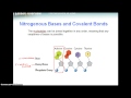 DNA Structure and Function Concepts